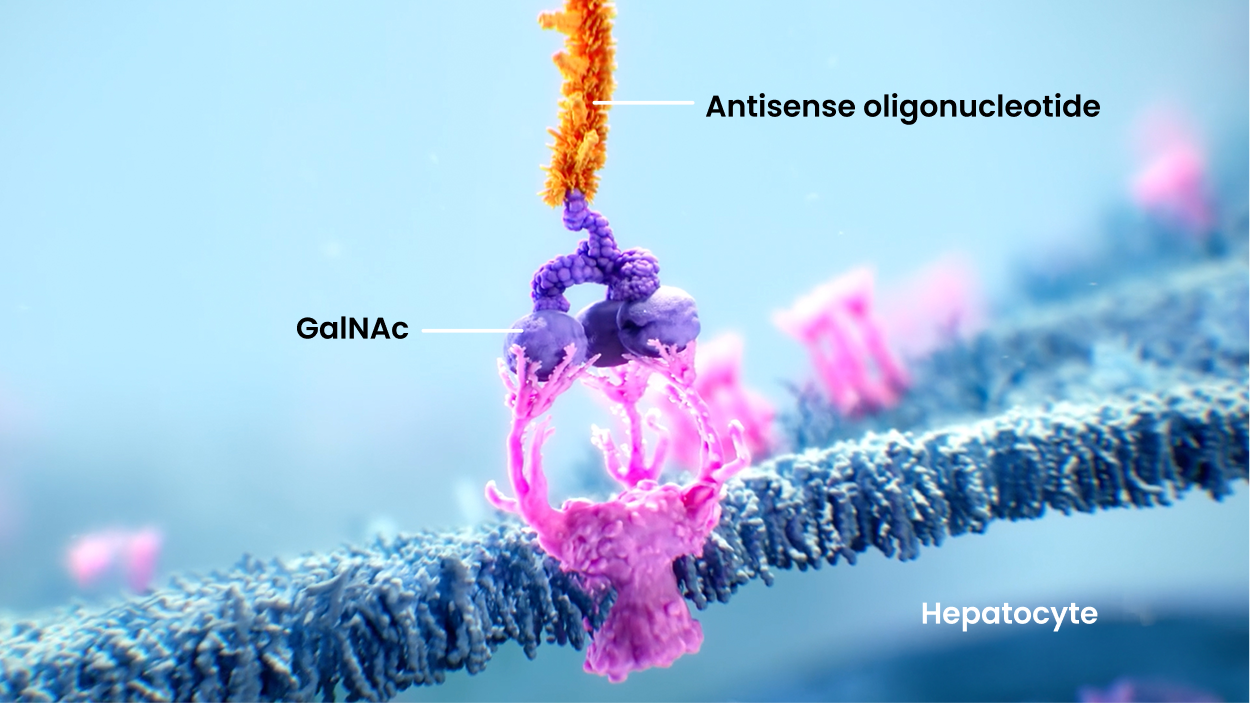 Illustration of TRYNGOLZA MOA Stage 1: Targeting Hepatocytes