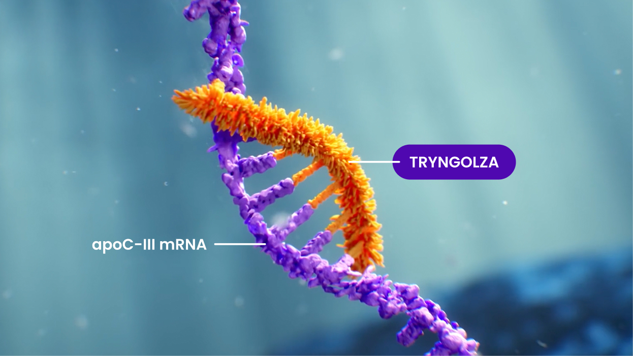 Illustration of TRYNGOLZA MOA Stage 2: Selectively Binding to apoC-III mRNA