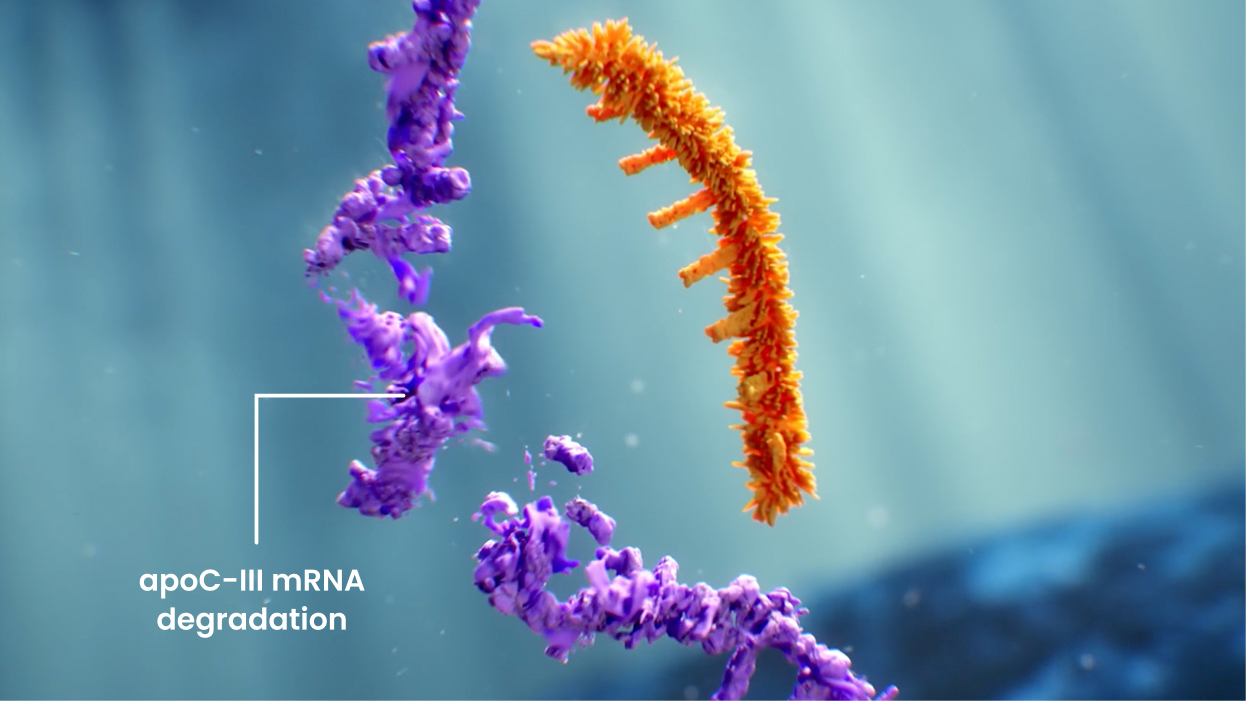 Illustration of TRYNGOLZA MOA Stage 3: Degrading apoC-III mRNA