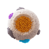 chylomicrons cut through example showing triglycerides and apoC-III